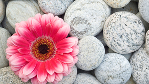 Béatrice Bonneville La Charité-sur-Loire, Professionnel indépendant
